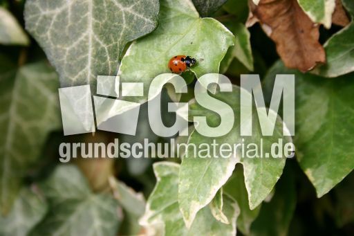 Marienkäfer-Valentin-41.jpg
